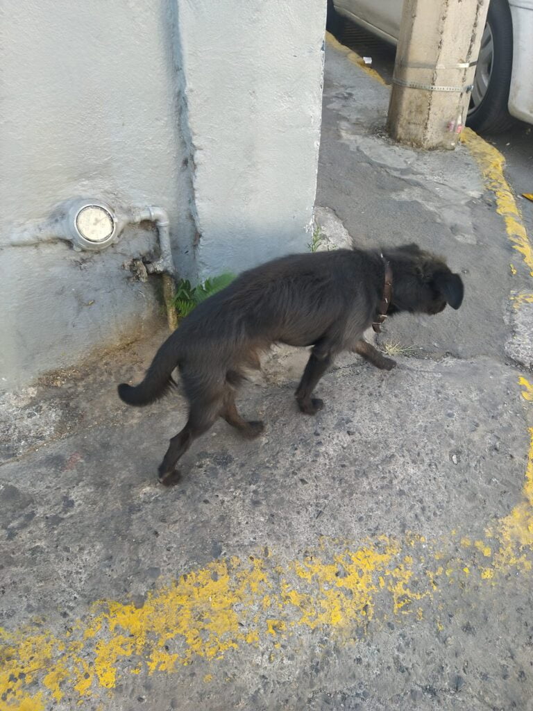 México primer lugar con perros callejeros Proyecto Metropolitano ZMG