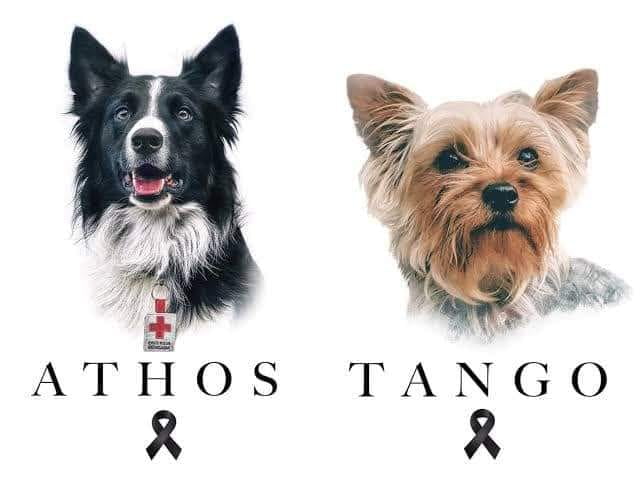 athos y tangp perros envenenados