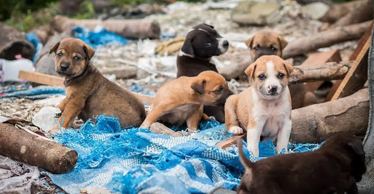 perros abandonados