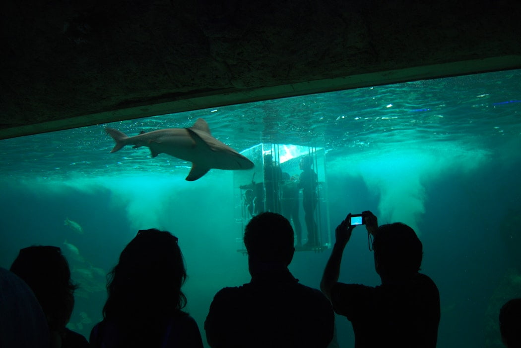 zoologico Guadalajara 35 años