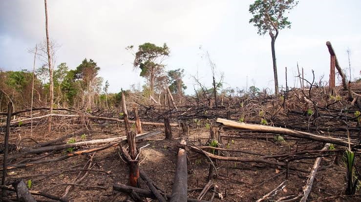 deforestación en México