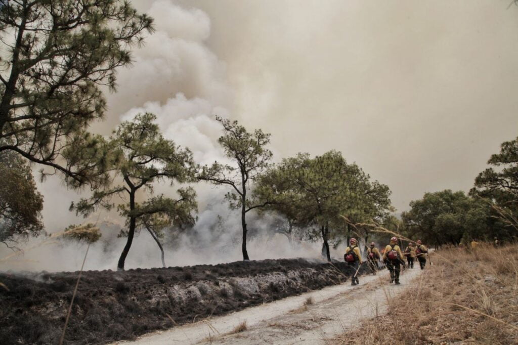 bosque de la primavera destrucción