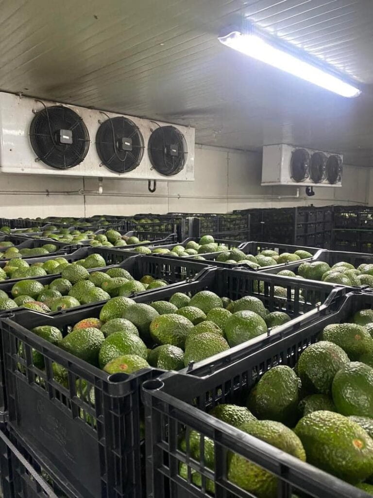 Exportación de aguacate sin certificar provoca tala ilegal