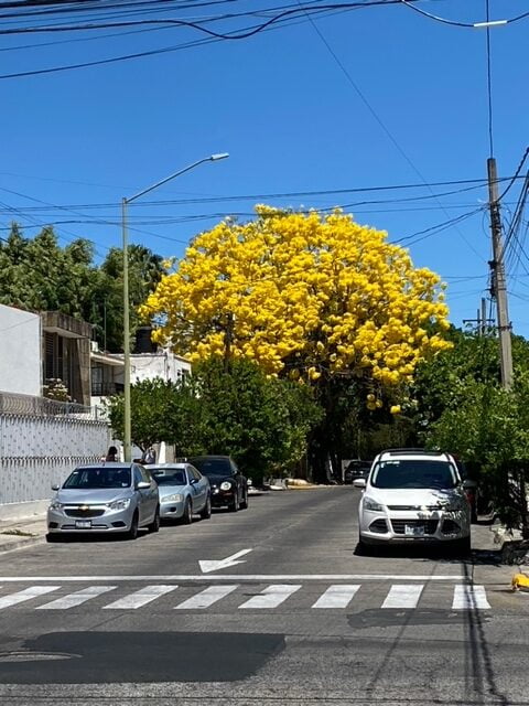 Primavera esperanza