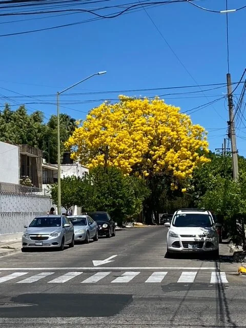 Primavera esperanza