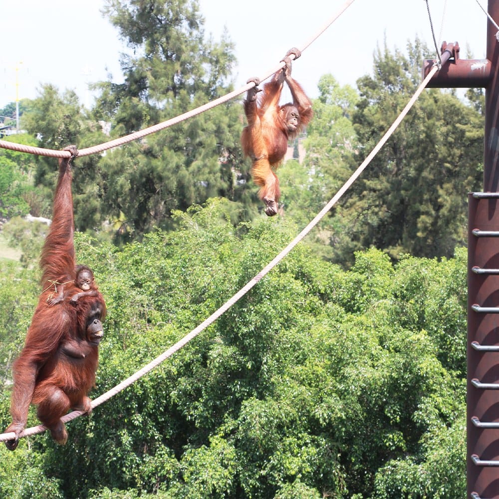 zoologico guadalajara