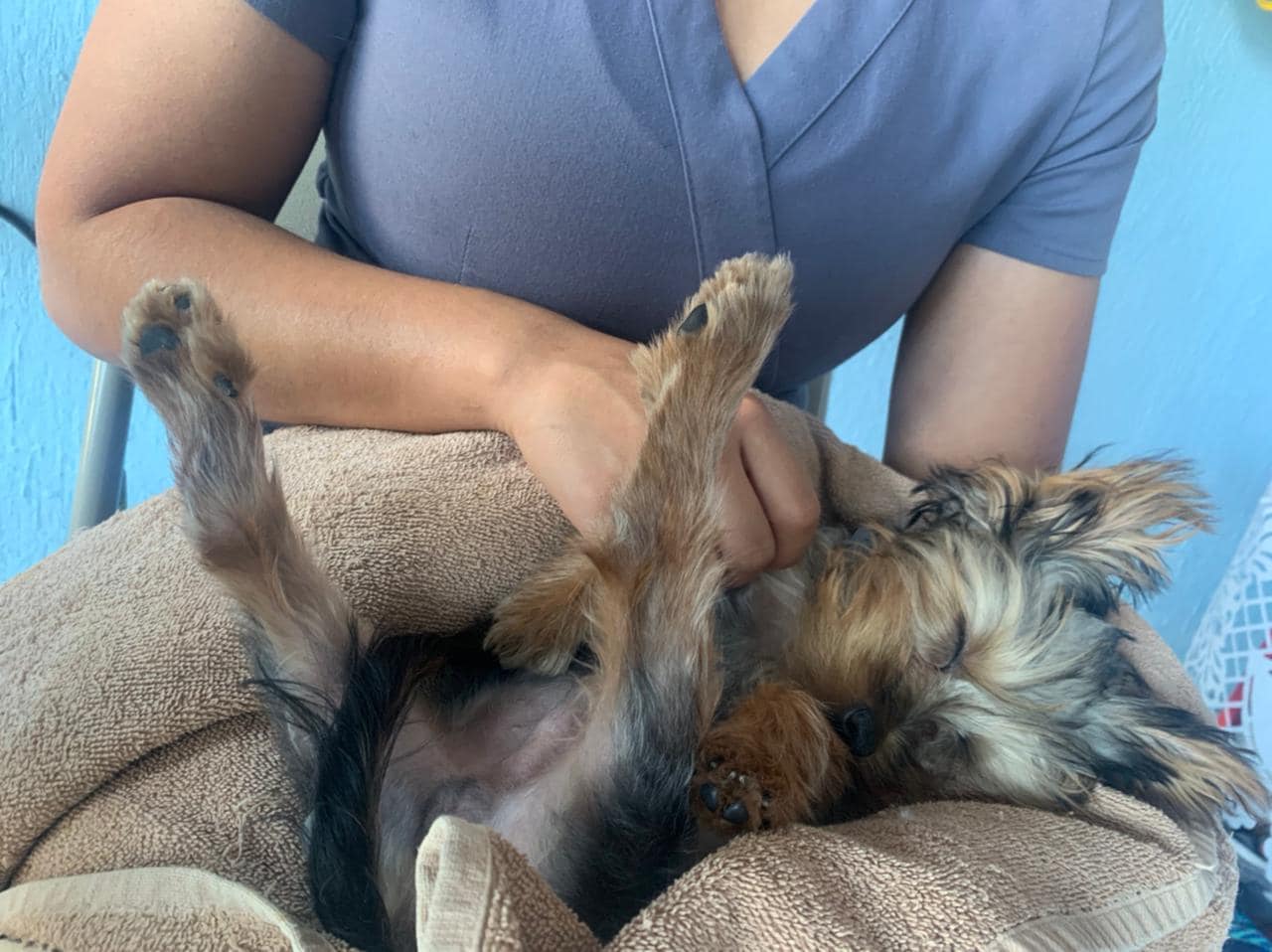 Tu Mascota en Peligro! Expertos Revelan los 5 Pasos Cruciales de Primeros Auxilios Antes de Llegar al Veterinario