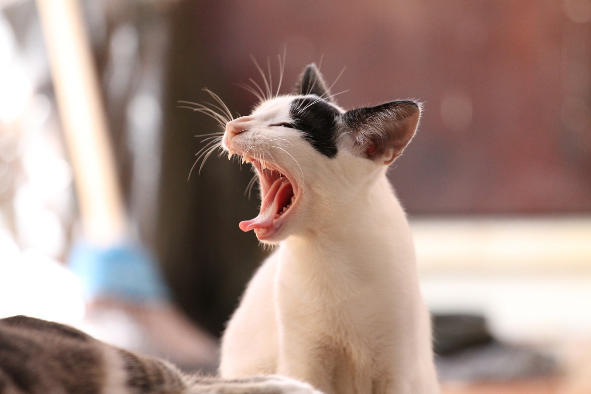 Gatos: ¿Por qué los felinos conquistan el hogar moderno?